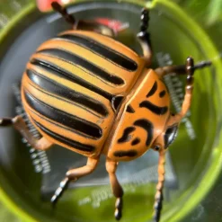 Boîte loupe triple vue Découverte du Monde Jeu D'Observation