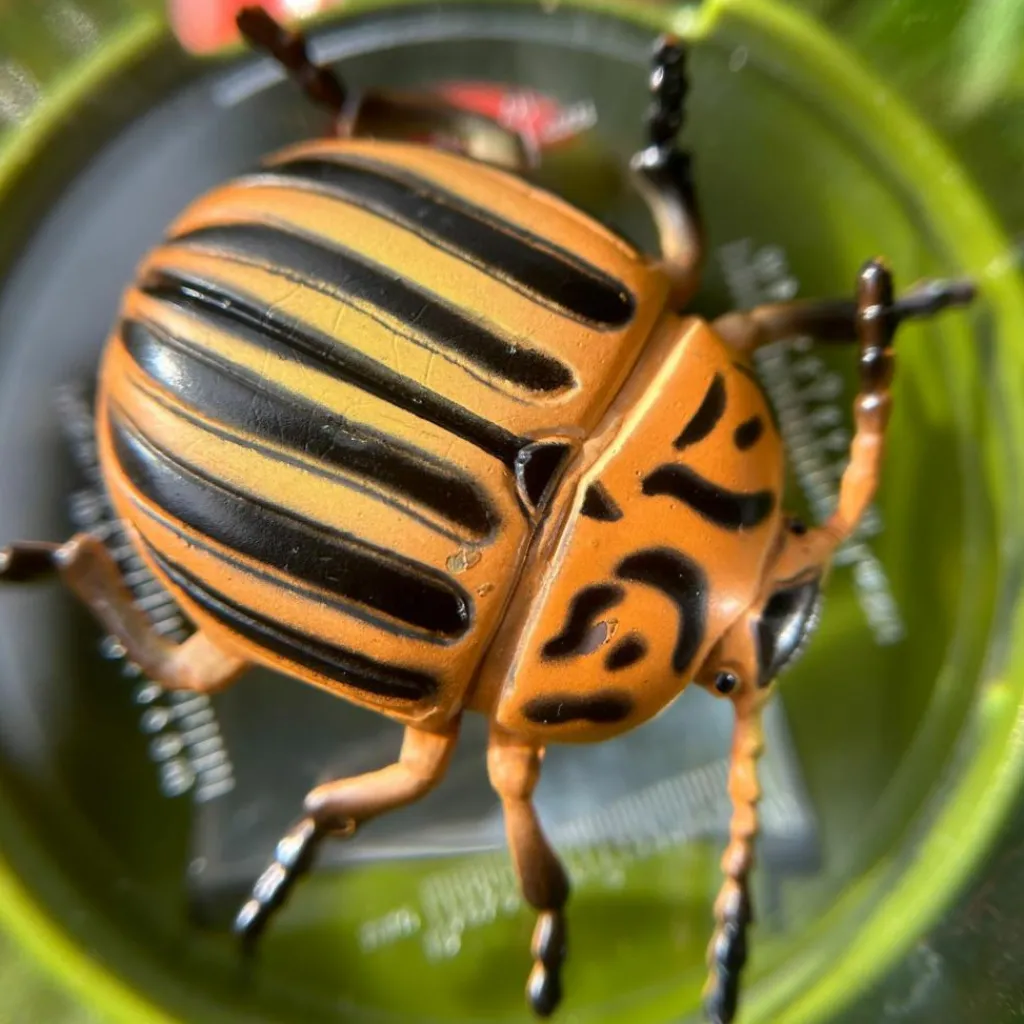 Boîte loupe triple vue Découverte du Monde Jeu D'Observation