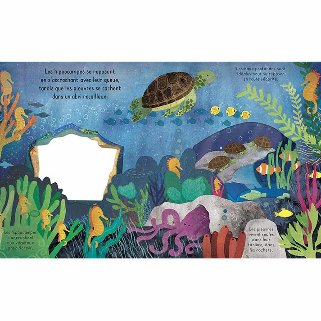 Best Livre Bonne nuit, l'océan ! Premiers Livres