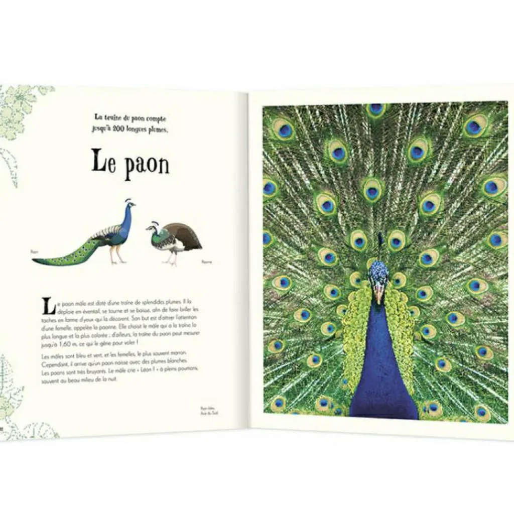 Outlet Livre L'anthologie illustrée des animaux fascinants Enfant Livre Enfant
