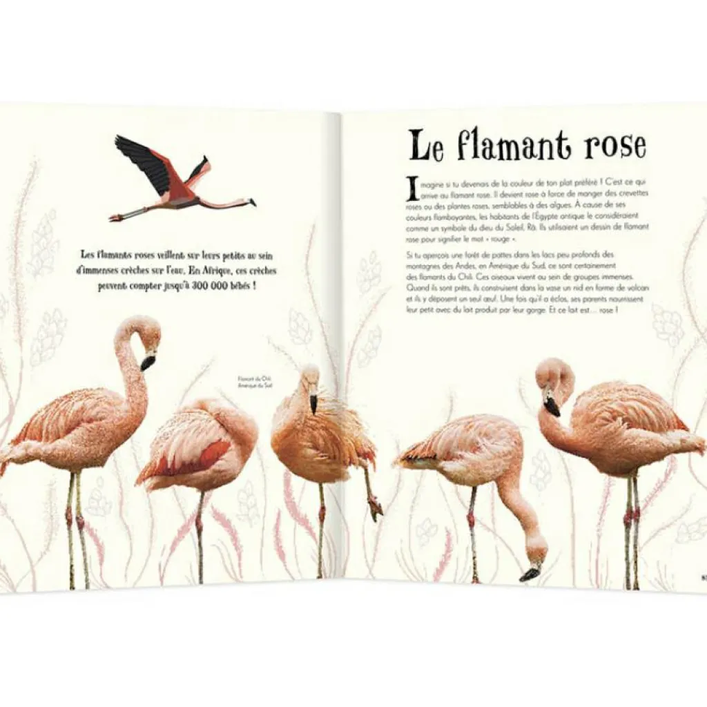 Outlet Livre L'anthologie illustrée des animaux fascinants Enfant Livre Enfant